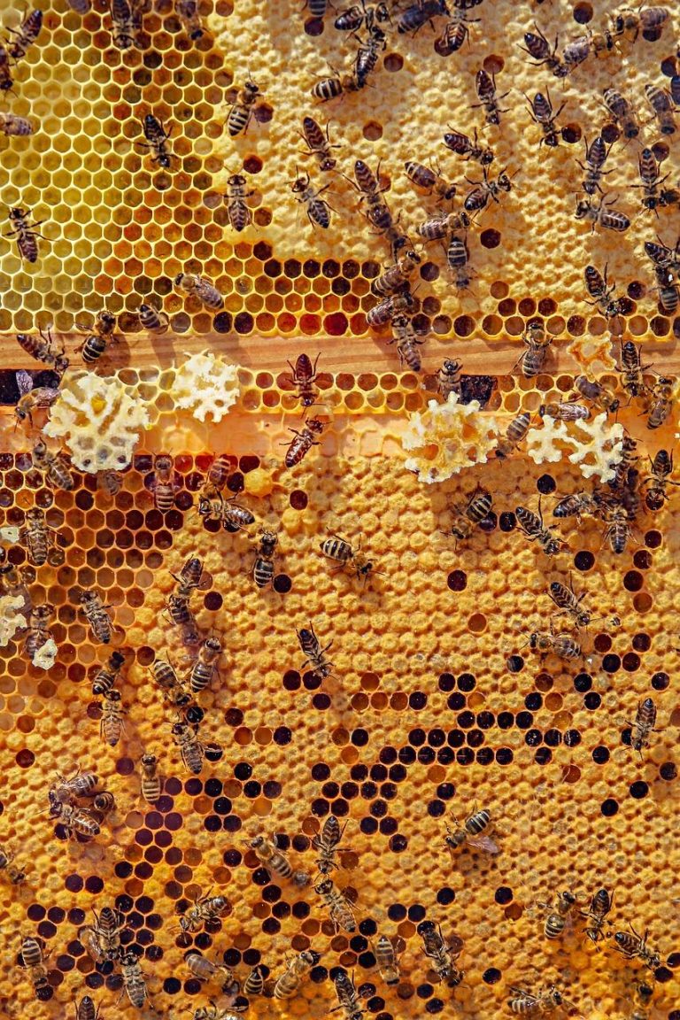 Gouden honing: natuurlijke bron van gezondheid, energie en voeding met antioxidanten en antibacteriële eigenschappen