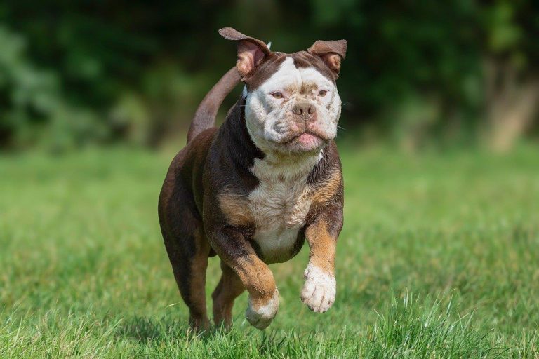 Dierenarts in Drenthe voert professionele medische controle uit bij huisdier in moderne kliniek